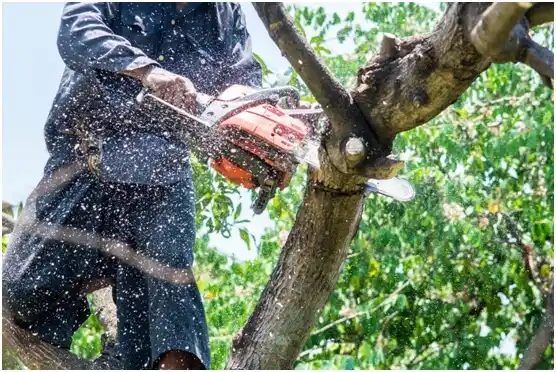 tree services Sulphur Springs